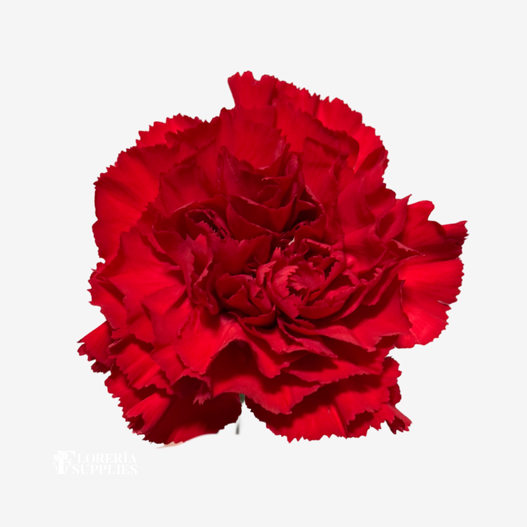 CARNATION RED