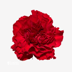 CARNATION RED