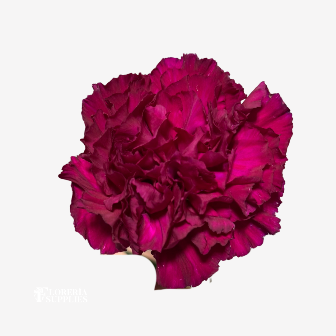 CARNATION PURPLE