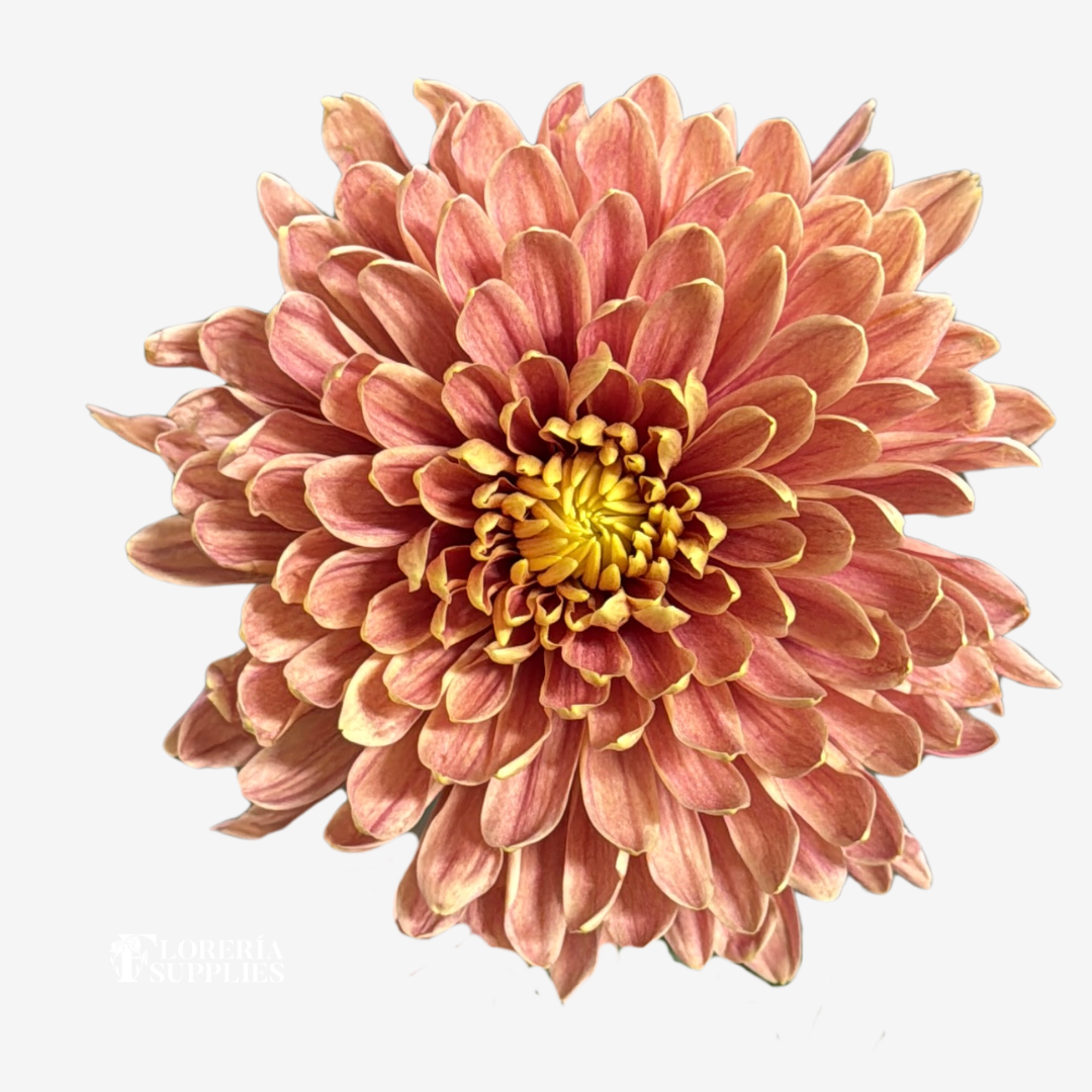 CHRYSANTHEMUM PEACH