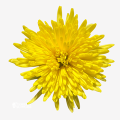 CHRYSANTHEMUM YELLOW