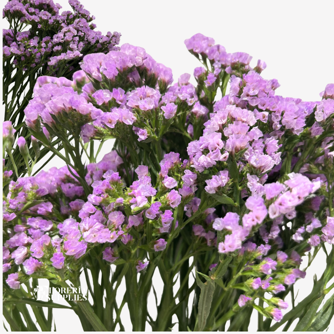 STATICE PINK