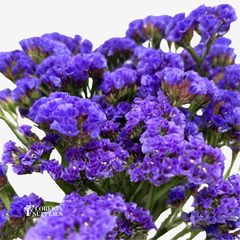 STATICE PURPLE