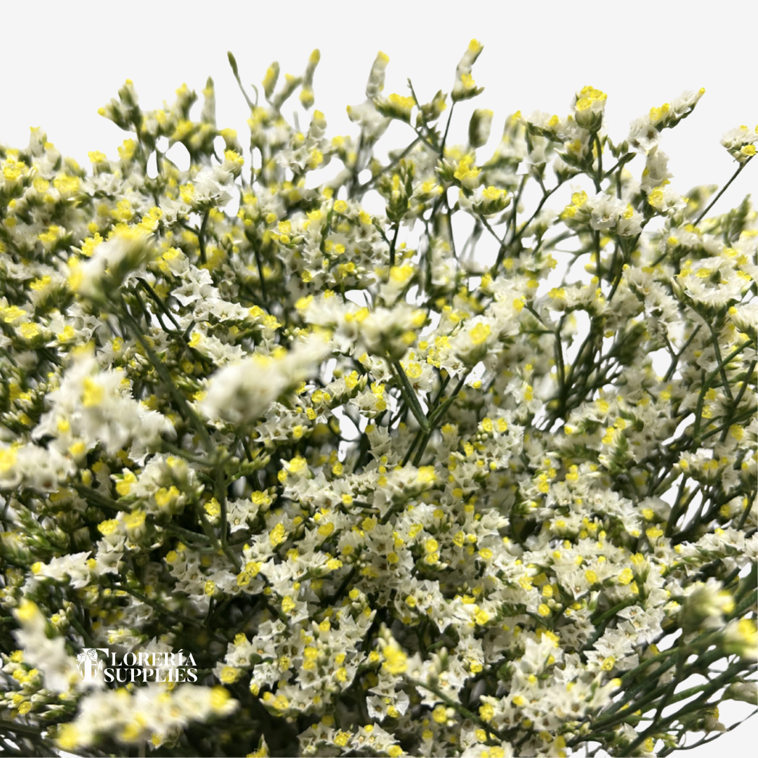 LIMONIUM WHITE