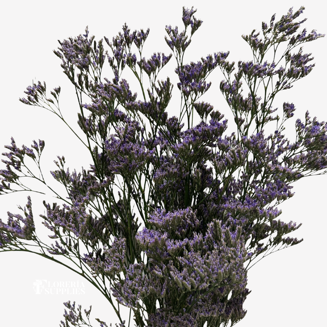 LIMONIUM PURPLE