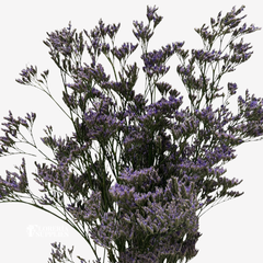 LIMONIUM PURPLE