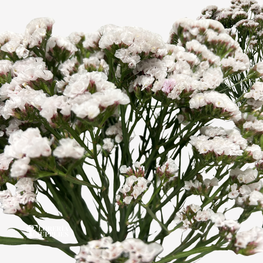 STATICE WHITE
