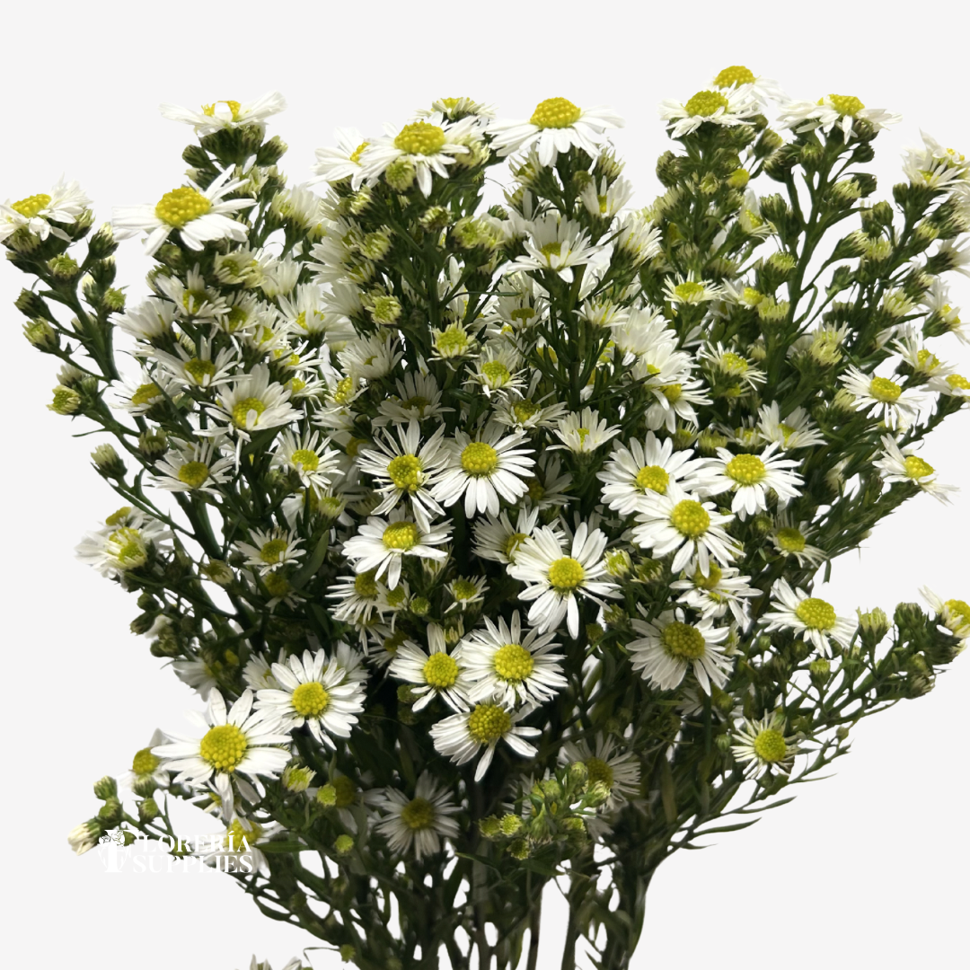 ASTER WHITE