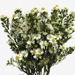 ASTER WHITE