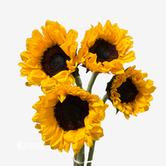 SUNFLOWERS