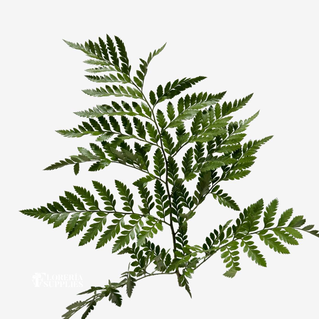 LEATHER LEAF
