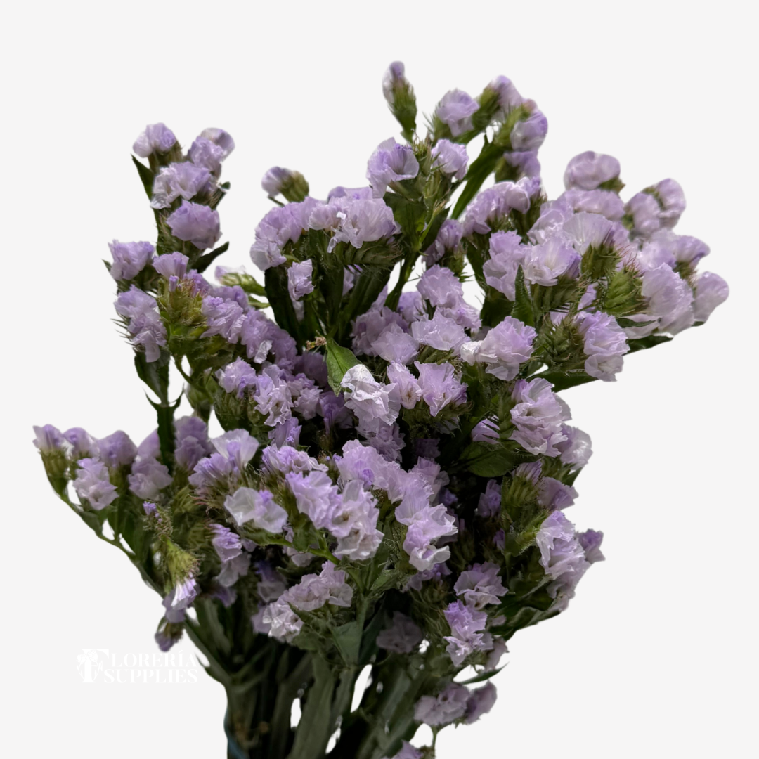 STATICE LILAC