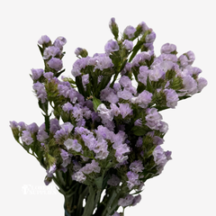 STATICE LILAC