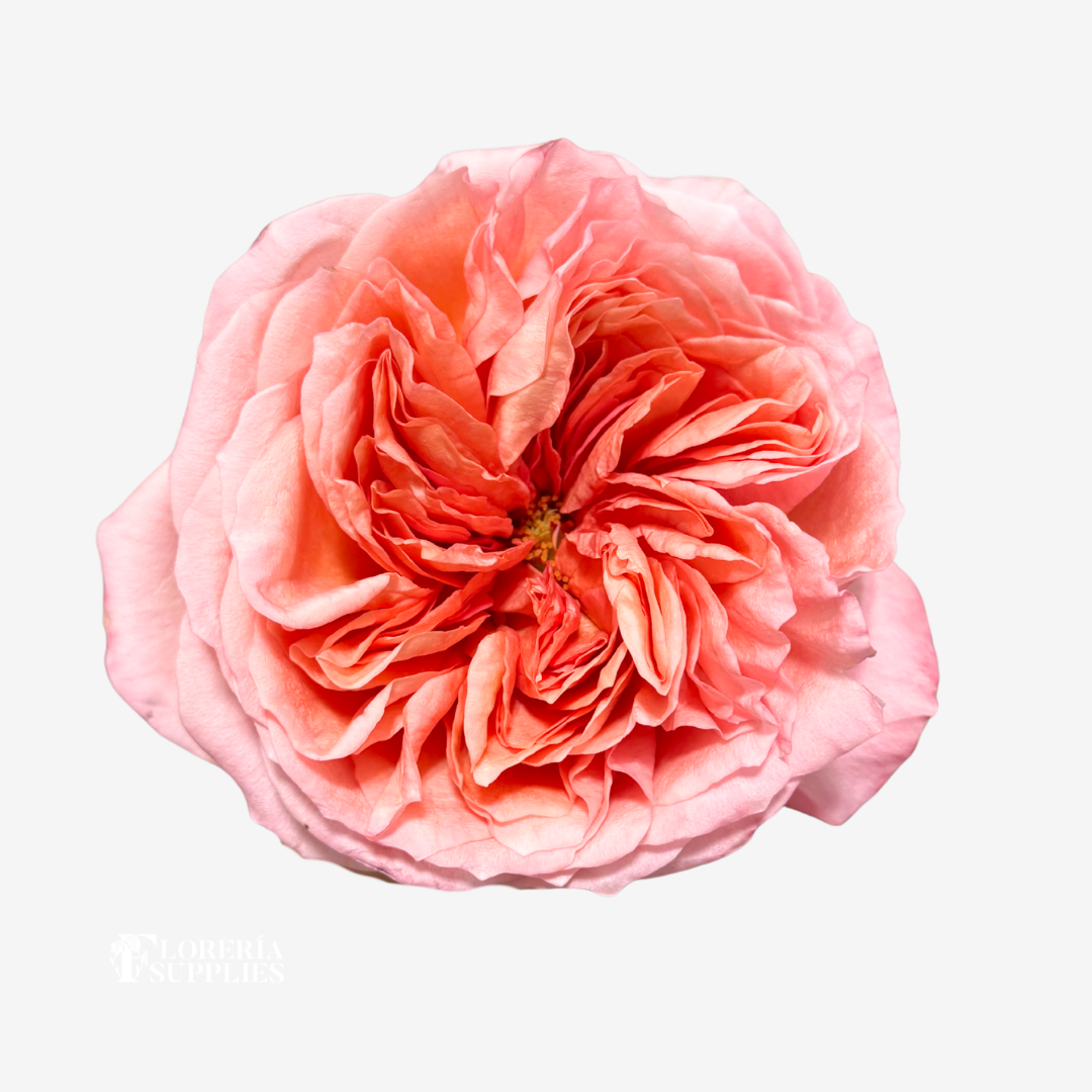 PINK XPRESSION ROSES