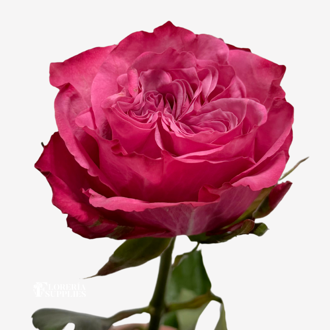 COUNTRY BLUE ROSES