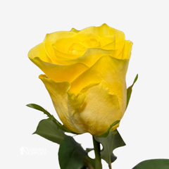 YELLOW ROSES