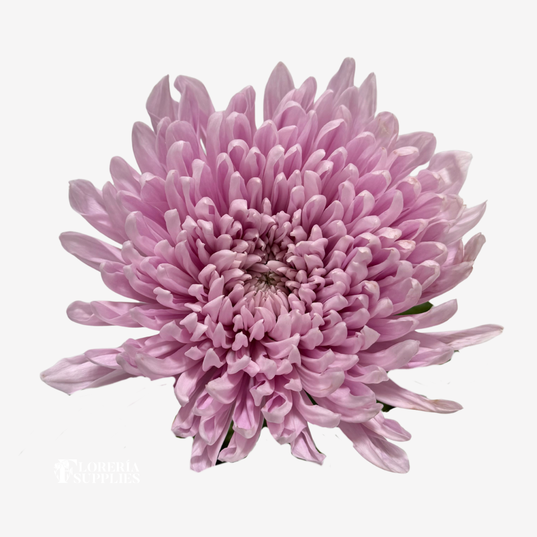 CHRYSANTHEMUM PINK LAVENDER