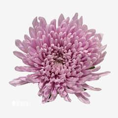 CHRYSANTHEMUM PINK LAVENDER