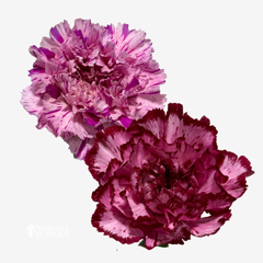 CARNATION BICOLORS
