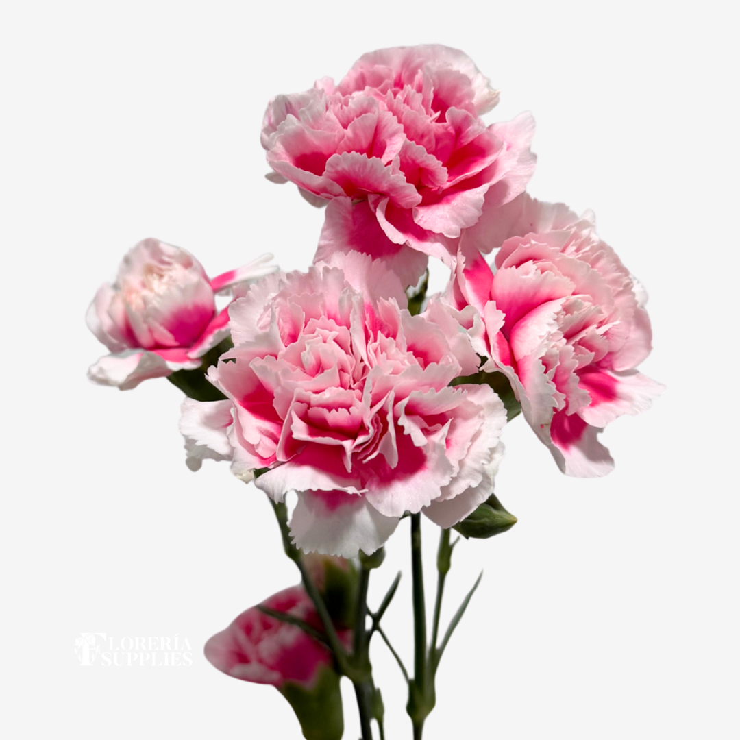MINI CARNATION BI COLOR