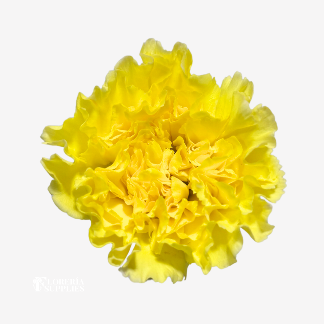 CARNATION YELLOW