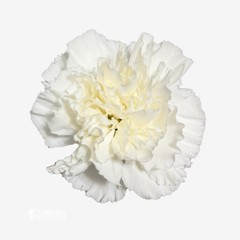 CARNATION WHITE