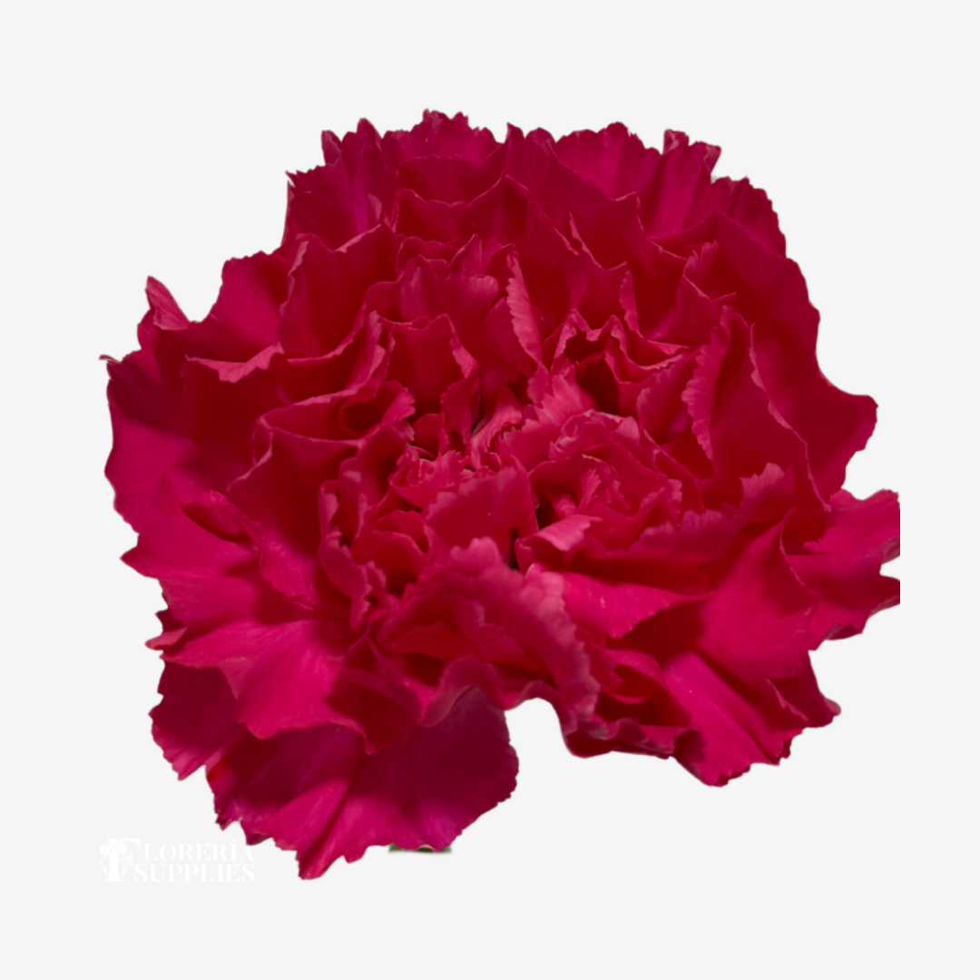 CARNATION HOT PINK