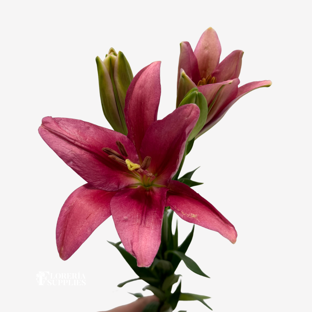 ASIATIC PINK LILIES