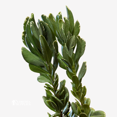 VARIEGATED PITTOSPORUM