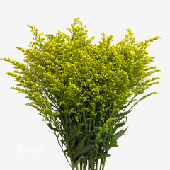 SOLIDAGO