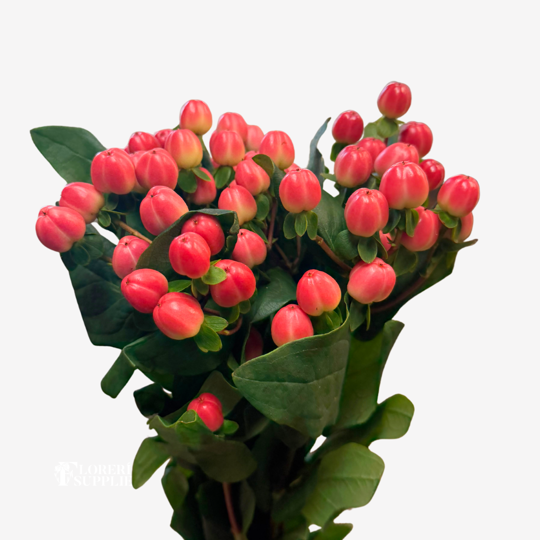 HYPERICUM RED