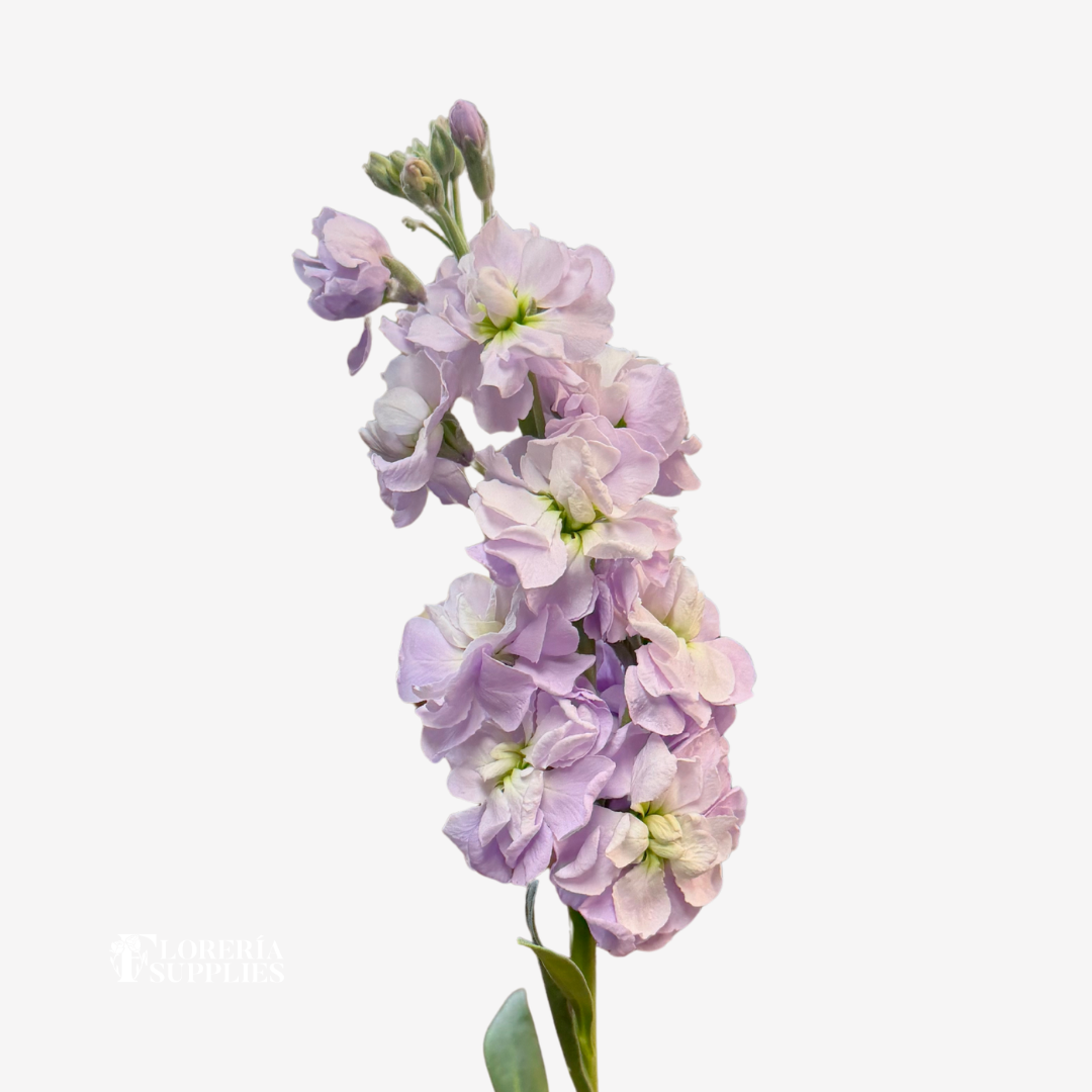 STOCK LAVENDER