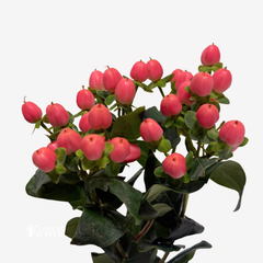 HYPERICUM PINK