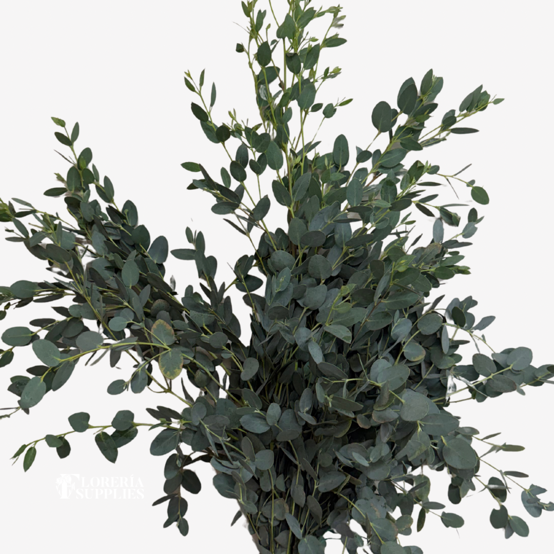 GUNNI EUCALPTUS
