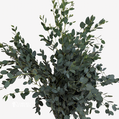 GUNNI EUCALPTUS