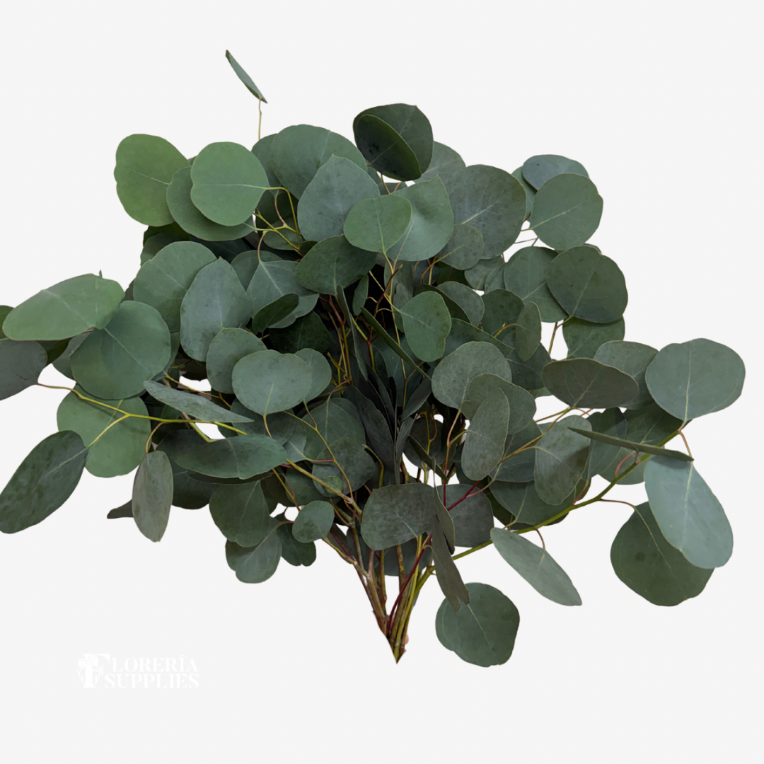 EUCALYPTUS SILVER DOLLAR