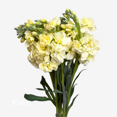 STOCK YELLOW