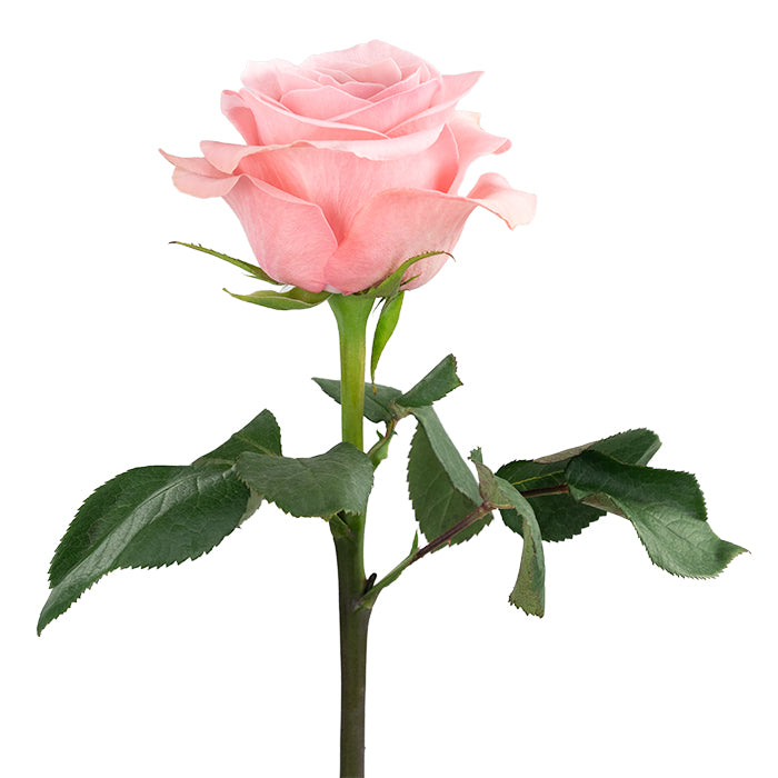 BE SWEET ROSES