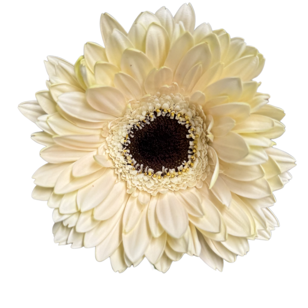 GERBERA MINI WHITE
