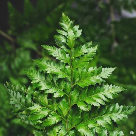 Leather Leaf