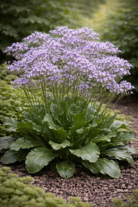 Limonium