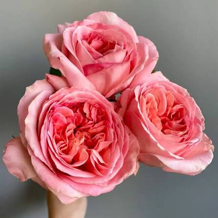 Pink Xpression Roses