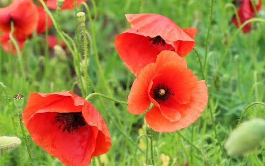 Poppies Rainbow (10stem)