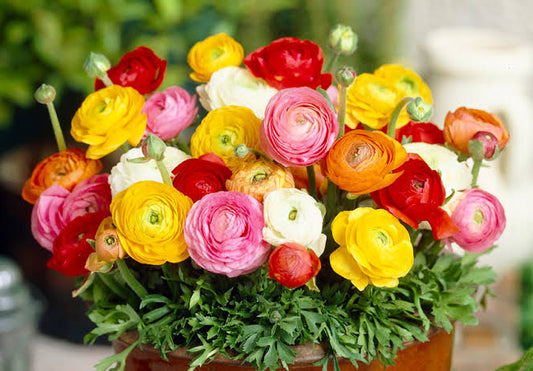 Butterfly Ranunculus(10 Stem)