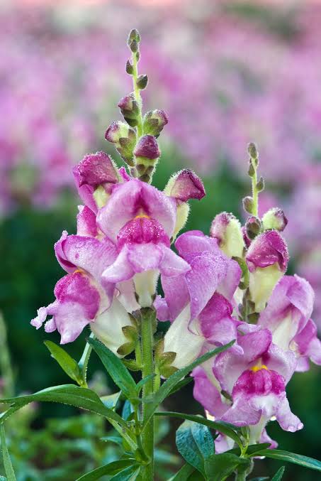 SNAPDRAGON (10 stems)