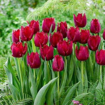 Tulips SEASONAL