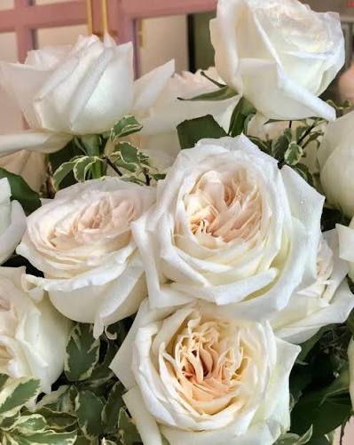 White O’Hara rose