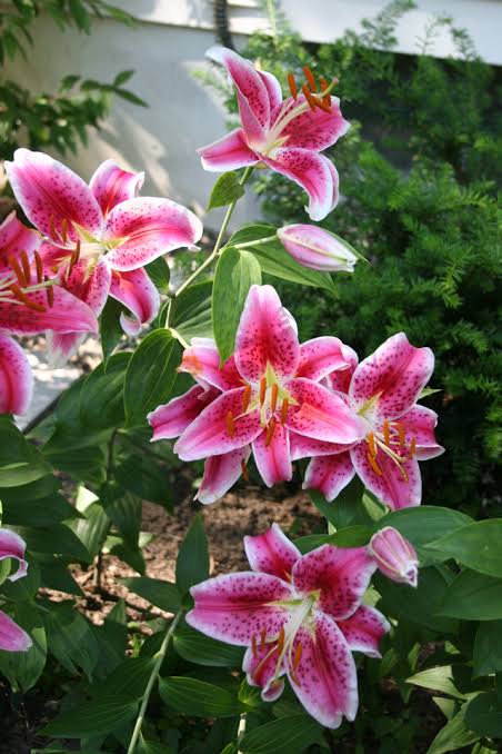 ASIATIC LILY (10 stems)