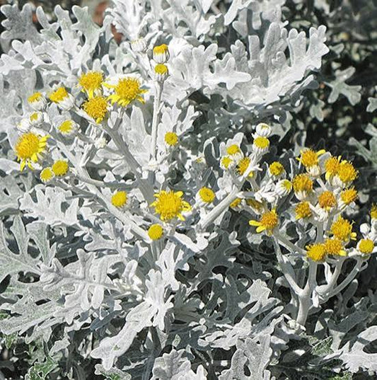 dusty miller