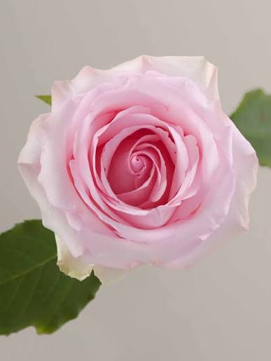 NENA ROSES